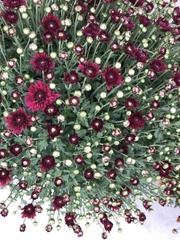 Chrysanthemum morifolium