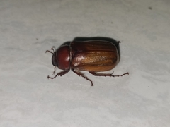 Amphitrichia constricta