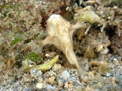 Antennarius hispidus