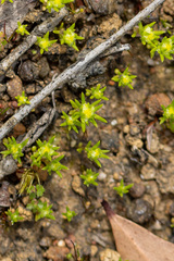 Siloxerus multiflorus