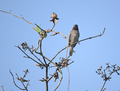 Lonchura punctulata
