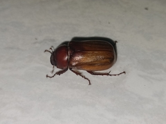 Amphitrichia constricta