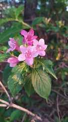 Weigela