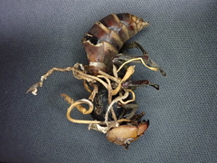Ophiocordyceps sphecocephala