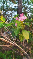 Weigela
