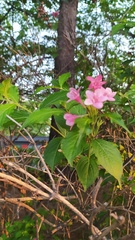 Weigela