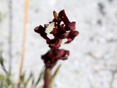 Disa atrorubens