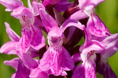 Dactylorhiza majalis