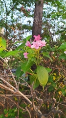 Weigela