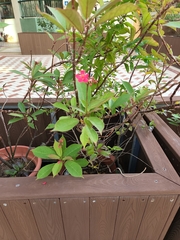 Jatropha integerrima