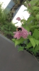 Bombus ignitus