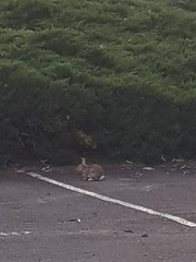 Oryctolagus cuniculus