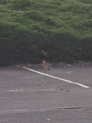 Oryctolagus cuniculus