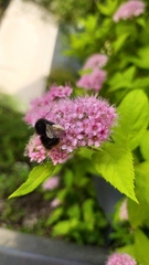 Bombus ignitus