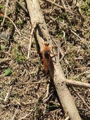 Asilus crabroniformis