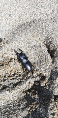 Dorcus striatipennis striatipennis