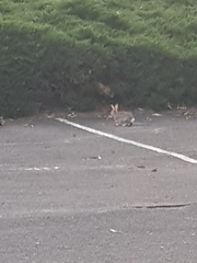 Oryctolagus cuniculus