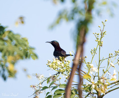 Leptocoma zeylonica