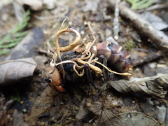 Ophiocordyceps sphecocephala