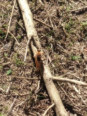 Asilus crabroniformis