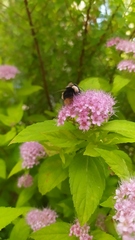 Bombus ignitus