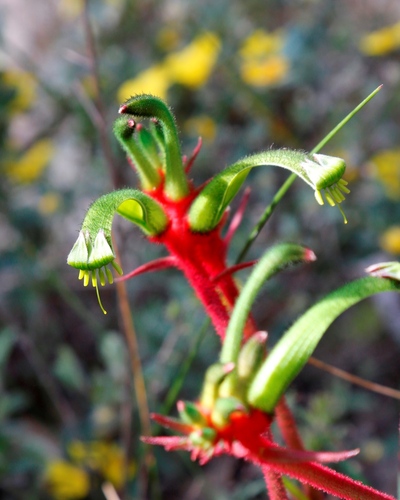 Image of Little Kangaroo Paw (Anigozanthos bicolor) by (c) Margaret Langley, some rights reserved (CC BY)