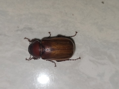 Amphitrichia constricta