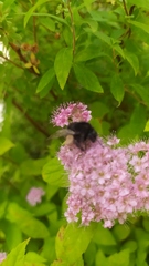 Bombus ignitus