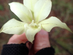 Gladiolus longicollis