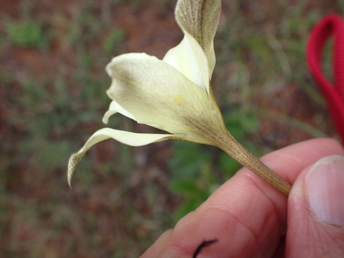 Image of Gladiolus longicollis by no rights reserved