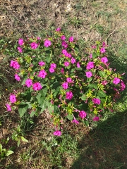 Mirabilis jalapa
