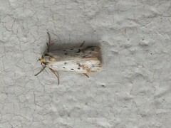 Philobota thiocrossa