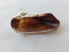 Arca noae