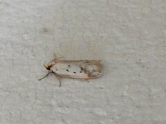 Philobota thiocrossa