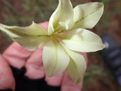 Gladiolus longicollis