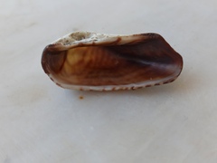 Arca noae