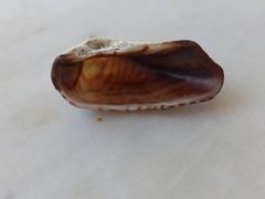 Arca noae