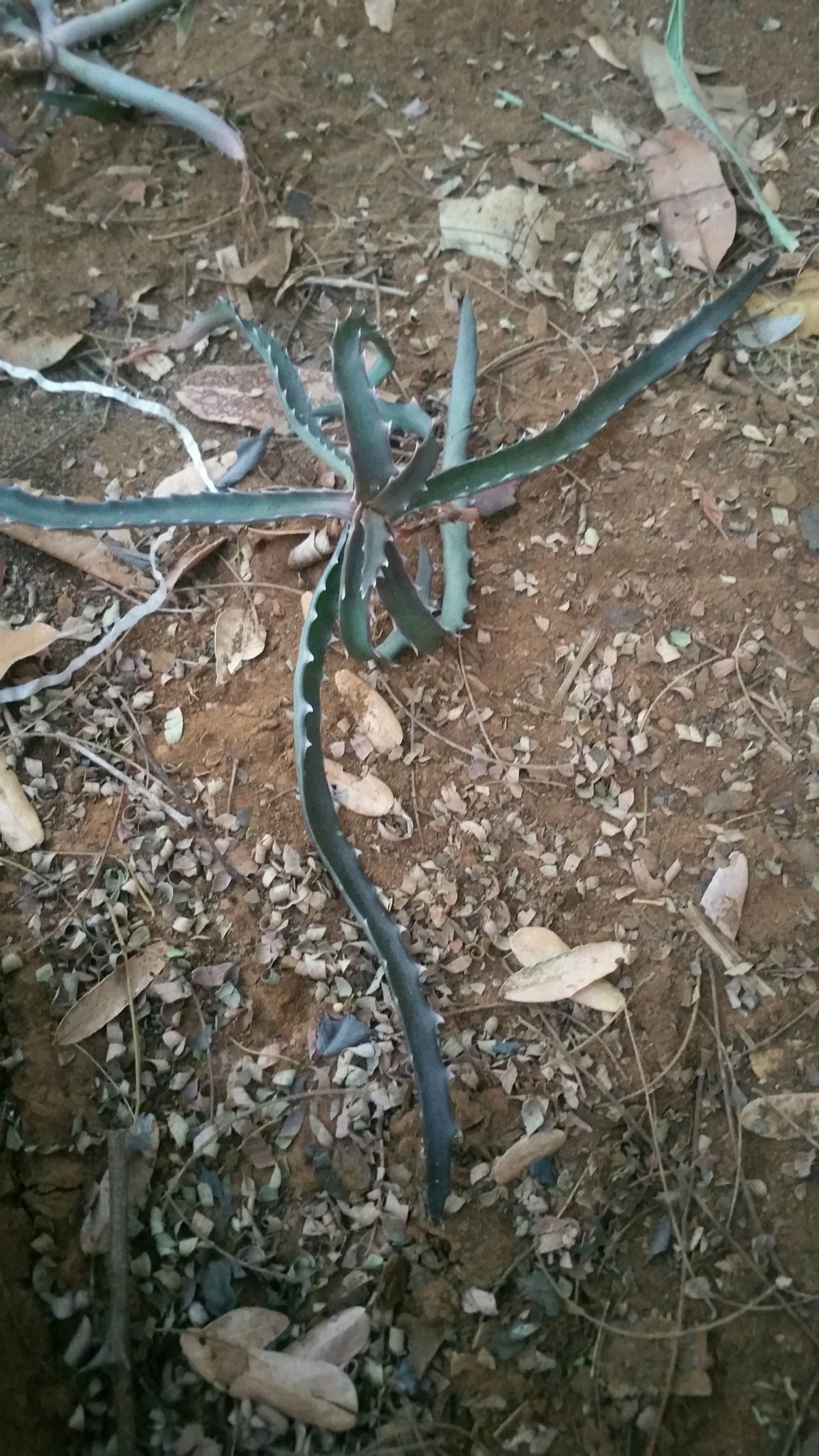 Aloe beankaensis
