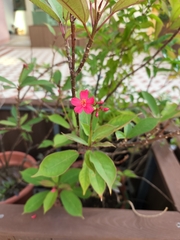 Jatropha integerrima