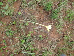 Gladiolus longicollis