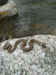 Natrix astreptophora