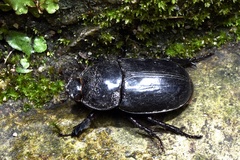 Trichogomphus mongol