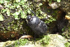 Trichogomphus mongol