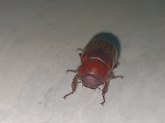 Amphitrichia constricta