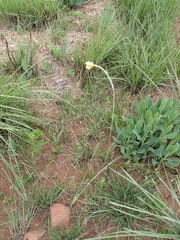 Gladiolus longicollis