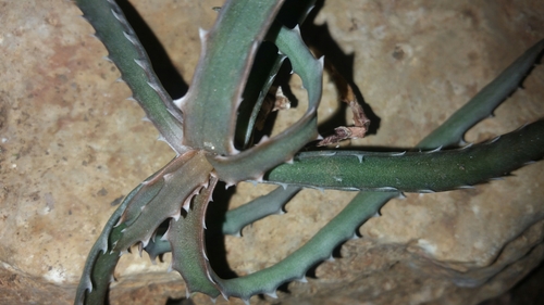 Aloe beankaensis image