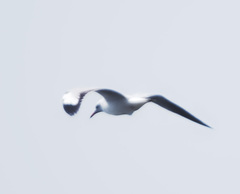 Chroicocephalus genei