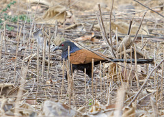 Centropus sinensis