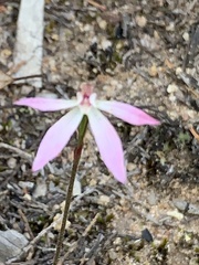Caladenia fuscata