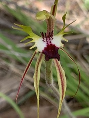 Caladenia atrovespa